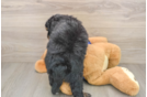 Best Mini Bernedoodle Baby
