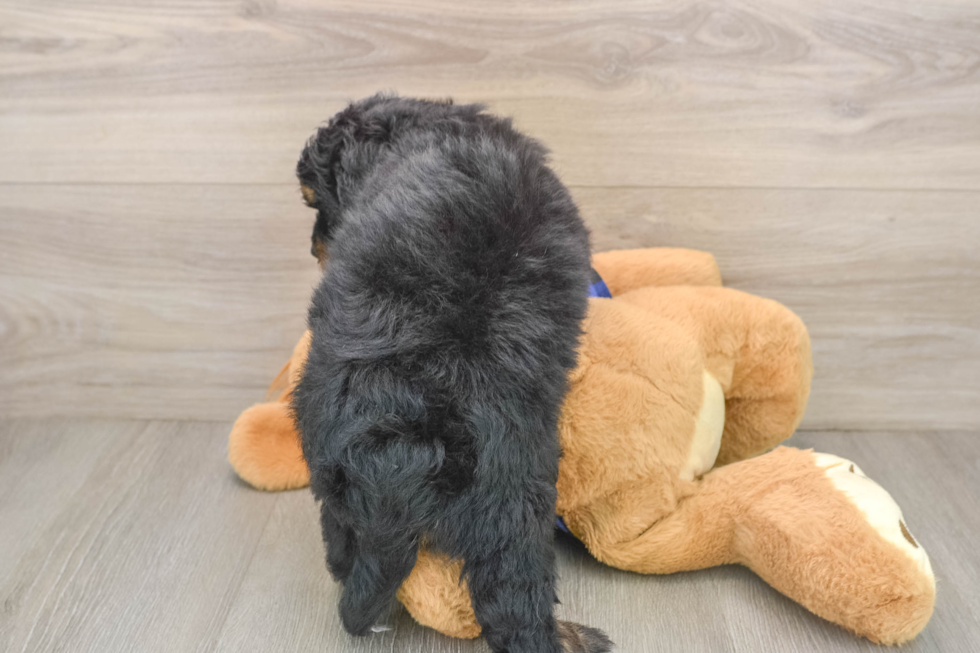 Best Mini Bernedoodle Baby