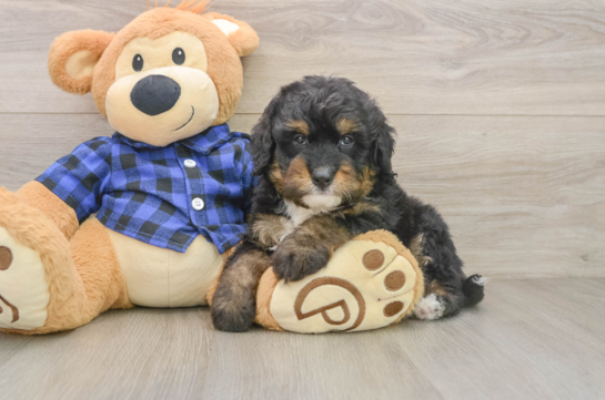 Best Mini Bernedoodle Baby