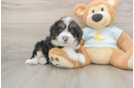 Energetic Mini Bernadoodle Poodle Mix Puppy