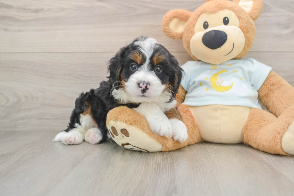 Energetic Mini Bernadoodle Poodle Mix Puppy