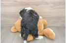 Mini Bernedoodle Pup Being Cute