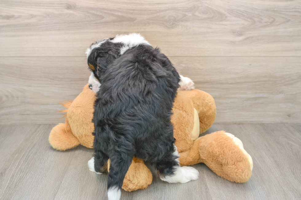 Mini Bernedoodle Pup Being Cute