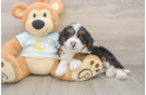Friendly Mini Bernedoodle Baby