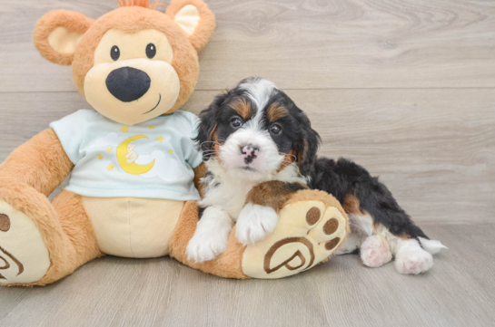 Friendly Mini Bernedoodle Baby