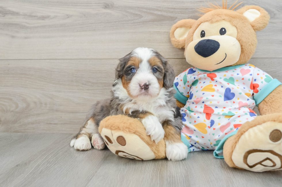 6 week old Mini Bernedoodle Puppy For Sale - Florida Fur Babies