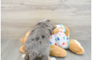 Best Mini Bernedoodle Baby