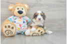 Mini Bernedoodle Pup Being Cute