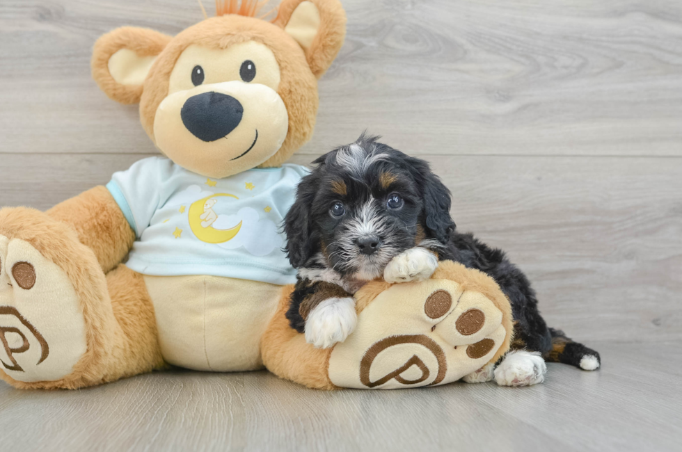 7 week old Mini Bernedoodle Puppy For Sale - Florida Fur Babies