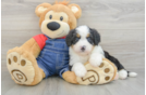 Mini Bernedoodle Pup Being Cute