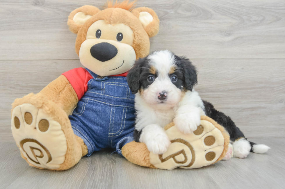 5 week old Mini Bernedoodle Puppy For Sale - Florida Fur Babies