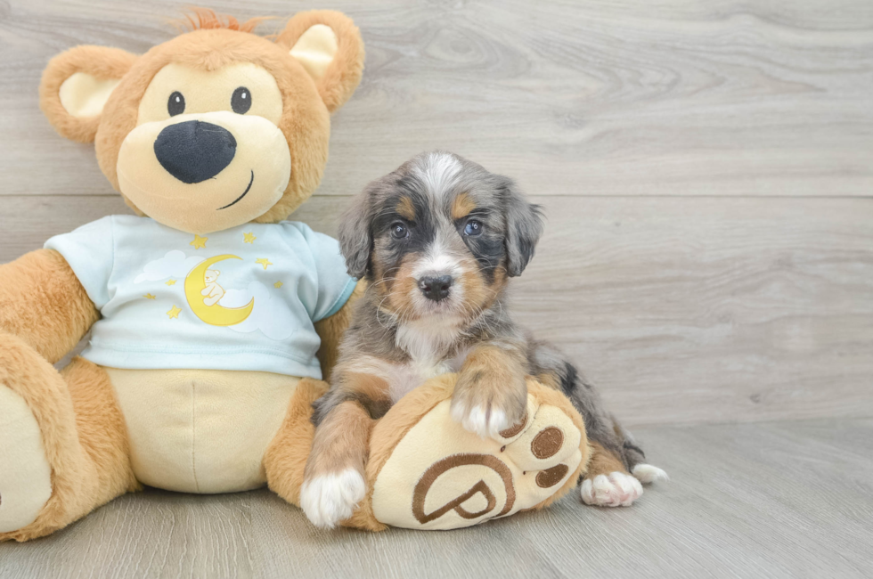 5 week old Mini Bernedoodle Puppy For Sale - Florida Fur Babies