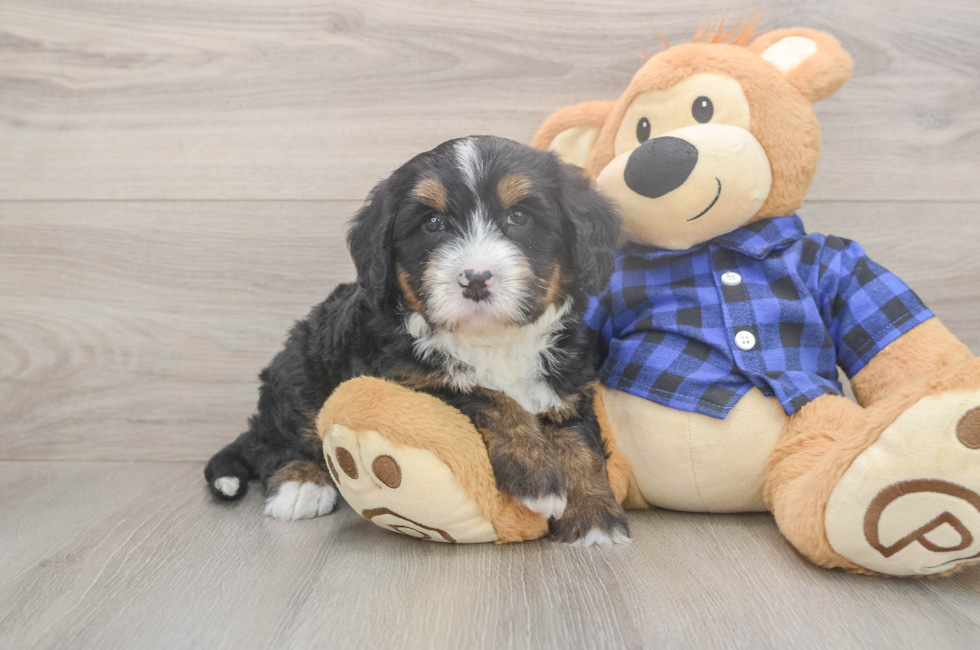 5 week old Mini Bernedoodle Puppy For Sale - Florida Fur Babies
