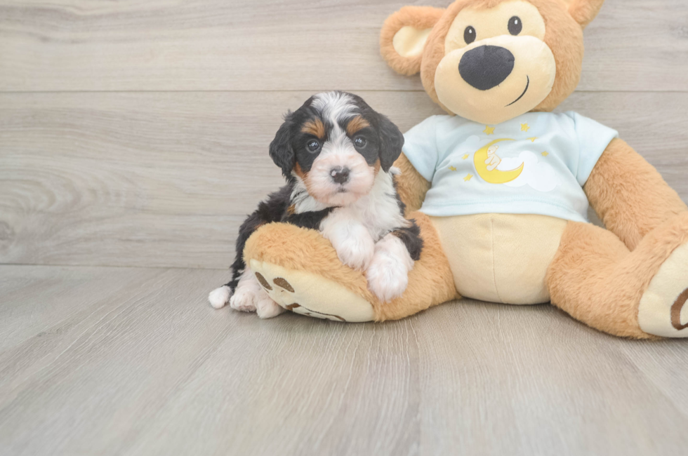 5 week old Mini Bernedoodle Puppy For Sale - Florida Fur Babies