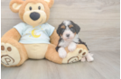 Friendly Mini Bernedoodle Baby