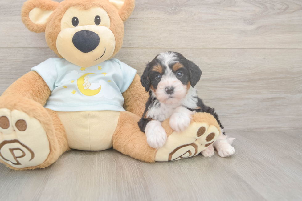 Friendly Mini Bernedoodle Baby
