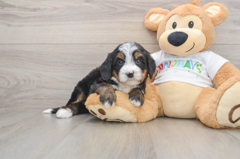 5 week old Mini Bernedoodle Puppy For Sale - Florida Fur Babies