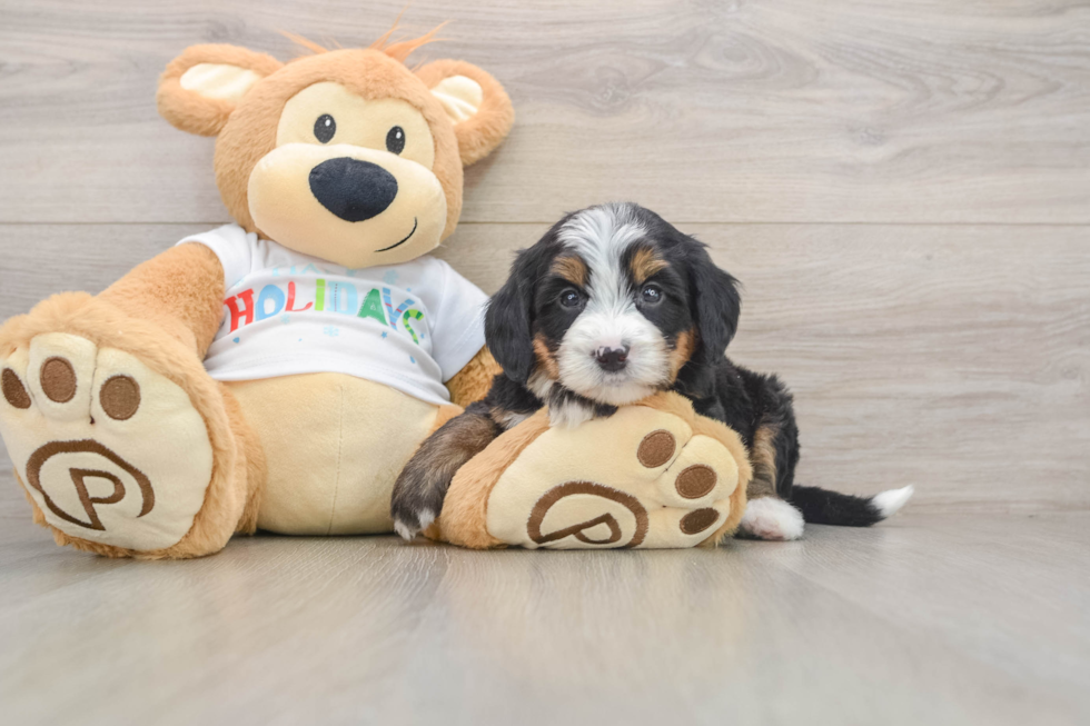 Adorable Mini Bernesedoodle Poodle Mix Puppy