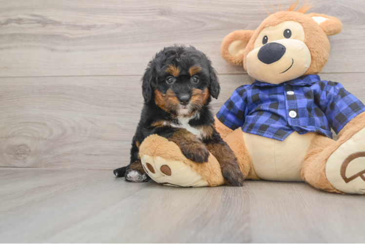Cute Mini Bernedoodle Baby