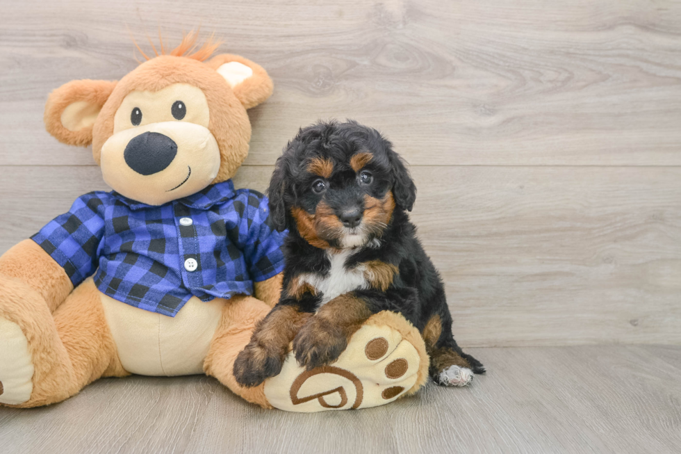 Small Mini Bernedoodle Baby