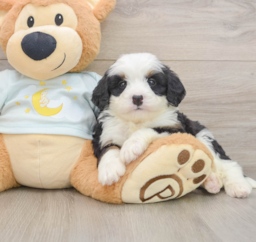 7 week old Mini Bernedoodle Puppy For Sale - Florida Fur Babies