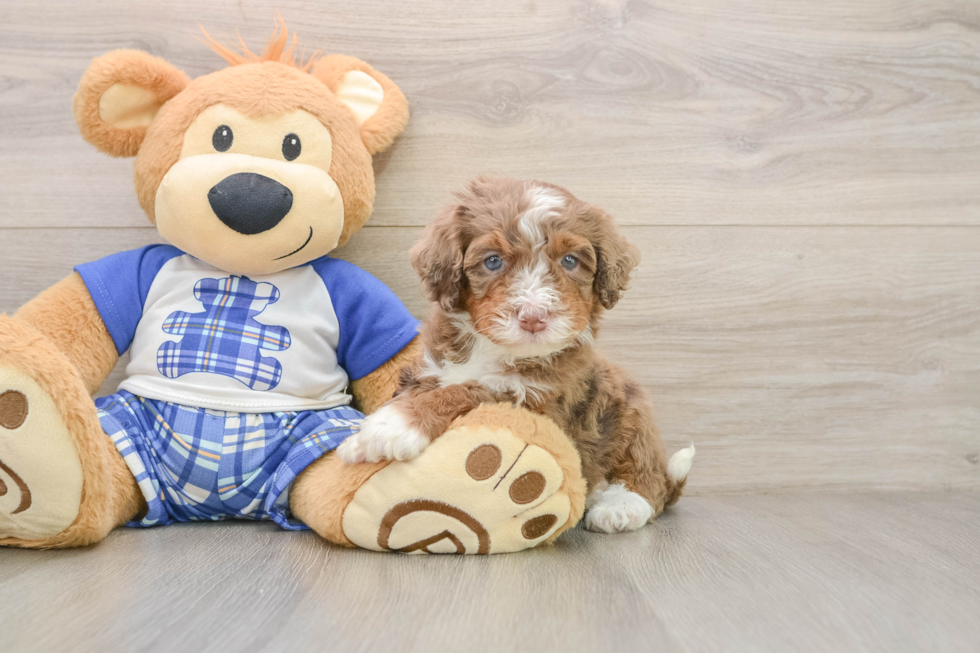 Sweet Mini Bernedoodle Baby