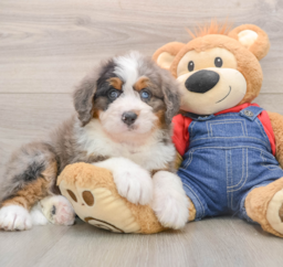6 week old Mini Bernedoodle Puppy For Sale - Florida Fur Babies