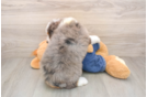 Cute Mini Bernedoodle Baby