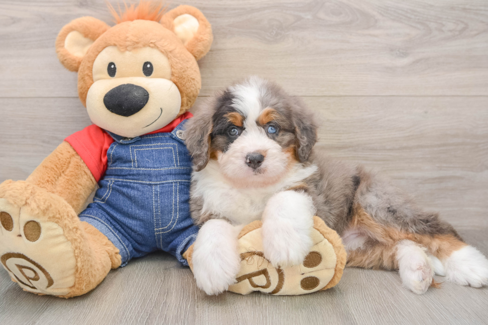 Petite Mini Bernedoodle Poodle Mix Pup