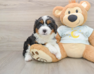 8 week old Mini Bernedoodle Puppy For Sale - Florida Fur Babies