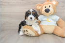 Hypoallergenic Mini Bernese Poodle Poodle Mix Puppy