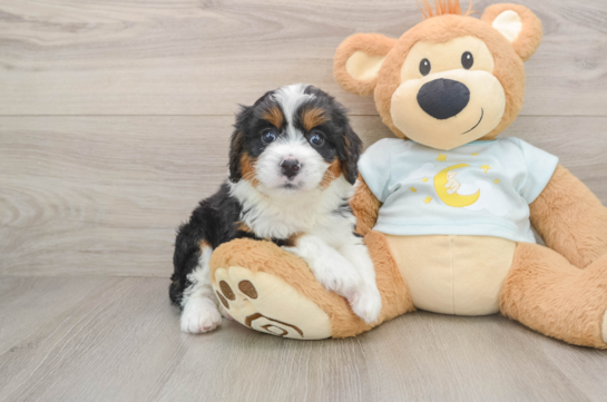 Hypoallergenic Mini Bernese Poodle Poodle Mix Puppy