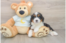 Happy Mini Bernedoodle Baby
