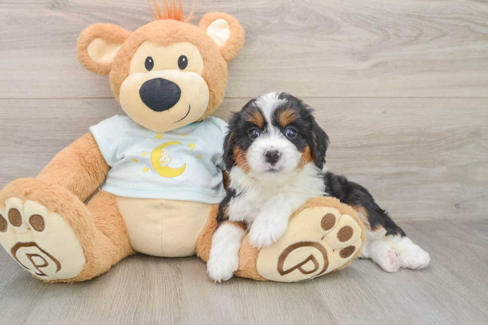 Happy Mini Bernedoodle Baby
