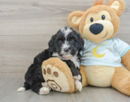 8 week old Mini Bernedoodle Puppy For Sale - Florida Fur Babies