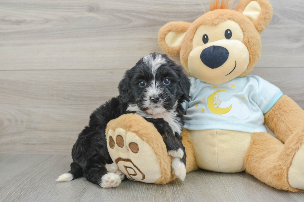 7 week old Mini Bernedoodle Puppy For Sale - Florida Fur Babies