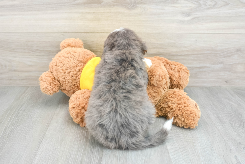 Best Mini Bernedoodle Baby