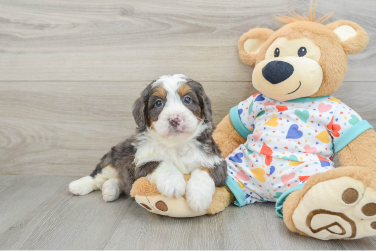 Best Mini Bernedoodle Baby