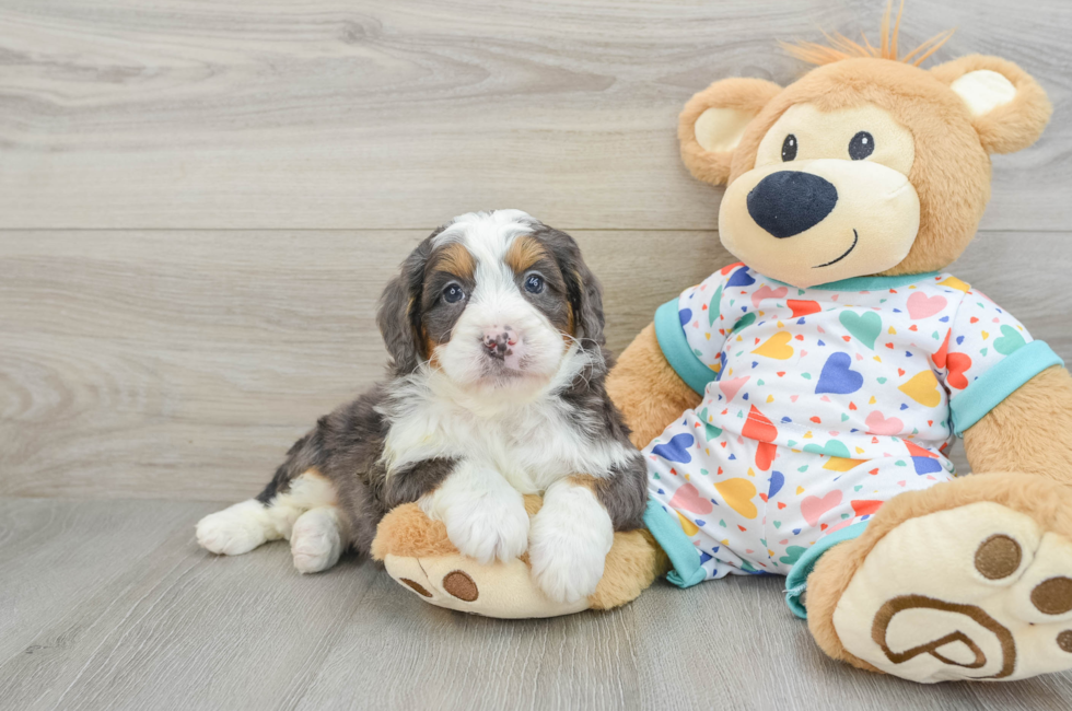 6 week old Mini Bernedoodle Puppy For Sale - Florida Fur Babies