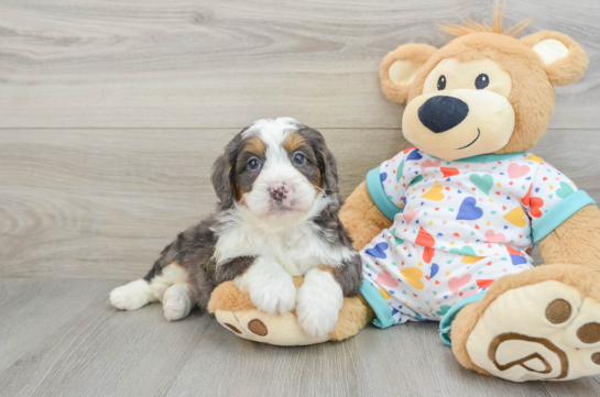 Best Mini Bernedoodle Baby