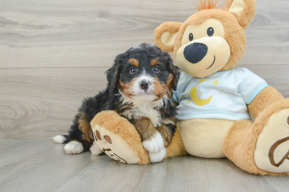 5 week old Mini Bernedoodle Puppy For Sale - Florida Fur Babies