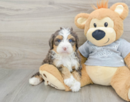 7 week old Mini Bernedoodle Puppy For Sale - Florida Fur Babies