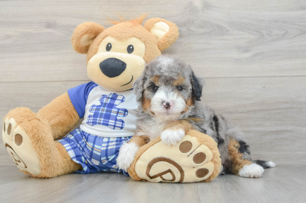 5 week old Mini Bernedoodle Puppy For Sale - Florida Fur Babies