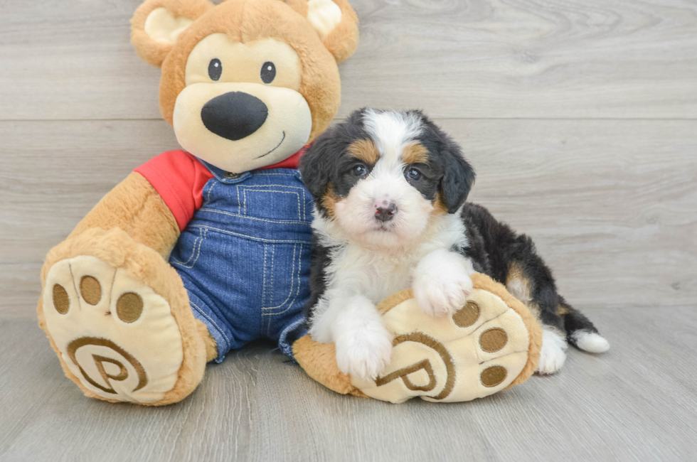 5 week old Mini Bernedoodle Puppy For Sale - Florida Fur Babies