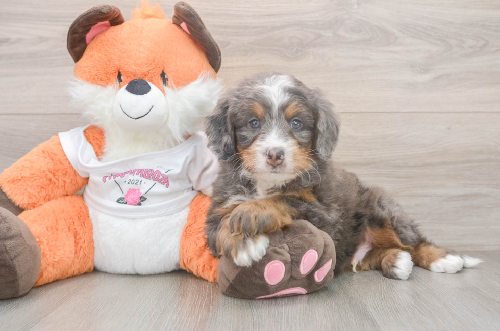 5 week old Mini Bernedoodle Puppy For Sale - Florida Fur Babies