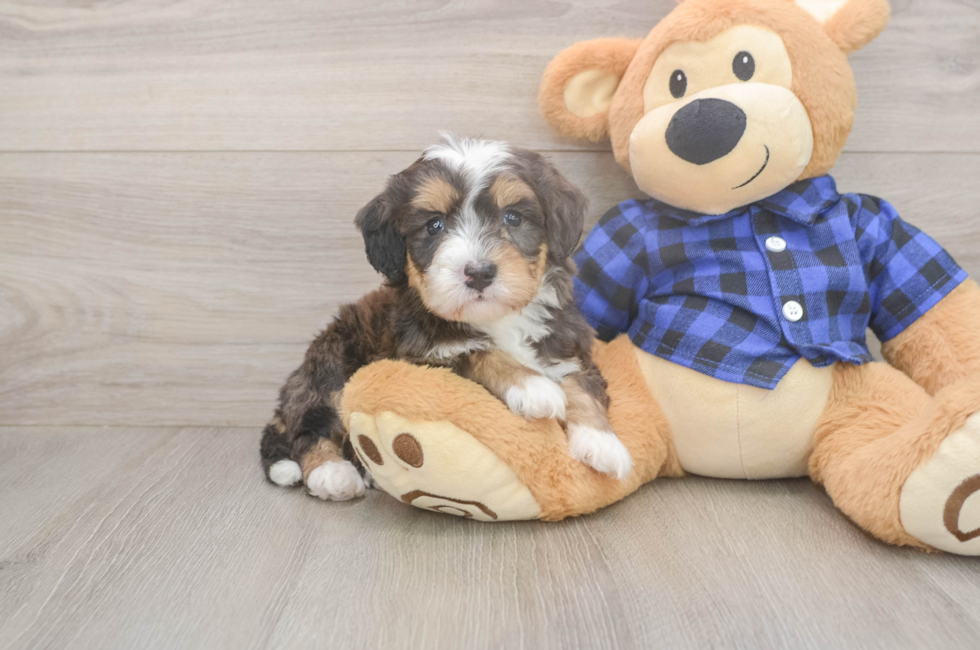 5 week old Mini Bernedoodle Puppy For Sale - Florida Fur Babies