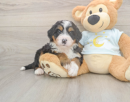6 week old Mini Bernedoodle Puppy For Sale - Florida Fur Babies