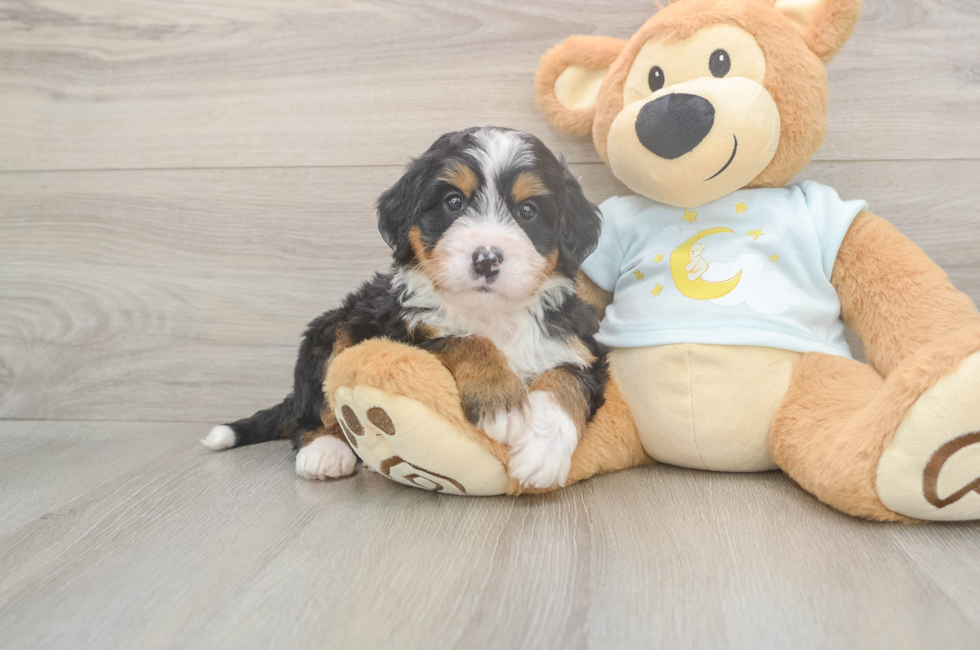 5 week old Mini Bernedoodle Puppy For Sale - Florida Fur Babies