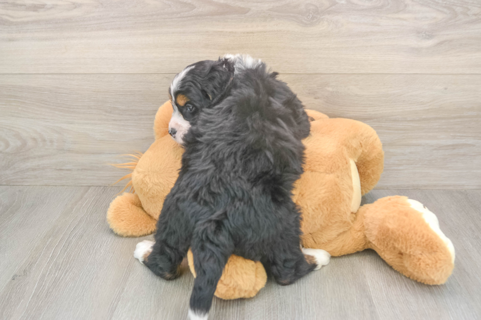 Petite Mini Bernedoodle Poodle Mix Pup