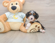 5 week old Mini Bernedoodle Puppy For Sale - Florida Fur Babies